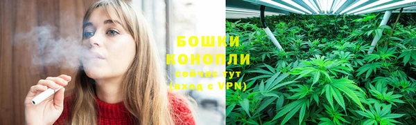 сатива Бородино